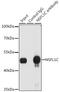NSFL1 Cofactor antibody, GTX33368, GeneTex, Immunoprecipitation image 