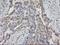 Homeobox C11 antibody, LS-C172755, Lifespan Biosciences, Immunohistochemistry paraffin image 