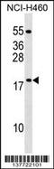 Mitochondrial Ribosomal Protein L54 antibody, 59-389, ProSci, Western Blot image 