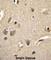 S100 Calcium Binding Protein A1 antibody, abx026438, Abbexa, Western Blot image 