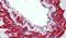 Transient Receptor Potential Cation Channel Subfamily M Member 8 antibody, PA5-33090, Invitrogen Antibodies, Immunohistochemistry frozen image 