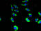 Transmembrane Protein 19 antibody, A63608-100, Epigentek, Immunofluorescence image 