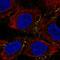 KIAA0969 antibody, HPA028152, Atlas Antibodies, Immunocytochemistry image 