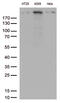 RNA Polymerase II Subunit A antibody, LS-C799878, Lifespan Biosciences, Western Blot image 