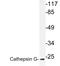 Cathepsin G antibody, LS-C199785, Lifespan Biosciences, Western Blot image 