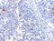 Interferon Induced With Helicase C Domain 1 antibody, 4039, ProSci, Immunohistochemistry frozen image 