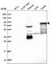 Sciellin antibody, PA5-59082, Invitrogen Antibodies, Western Blot image 