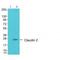 Claudin 2 antibody, A03033, Boster Biological Technology, Western Blot image 