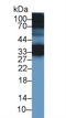 Cellular Repressor Of E1A Stimulated Genes 1 antibody, LS-C373840, Lifespan Biosciences, Western Blot image 