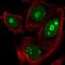 Zinc Finger Protein 593 antibody, NBP2-58075, Novus Biologicals, Immunofluorescence image 