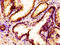 Msh Homeobox 1 antibody, LS-C670452, Lifespan Biosciences, Immunohistochemistry paraffin image 