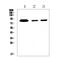 Lactotransferrin antibody, A00633-1, Boster Biological Technology, Western Blot image 