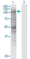 MutS Homolog 2 antibody, LS-C197704, Lifespan Biosciences, Western Blot image 