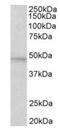 Mitogen-Activated Protein Kinase 9 antibody, orb12394, Biorbyt, Western Blot image 