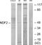 Neuronal Differentiation 2 antibody, A30499, Boster Biological Technology, Western Blot image 