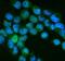 NEDD8 Ubiquitin Like Modifier antibody, A00547, Boster Biological Technology, Immunofluorescence image 