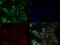 O-6-Methylguanine-DNA Methyltransferase antibody, GTX27045, GeneTex, Immunofluorescence image 