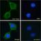 Transient receptor potential cation channel subfamily V member 2 antibody, LS-C112764, Lifespan Biosciences, Immunofluorescence image 