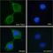 Transient Receptor Potential Cation Channel Subfamily V Member 2 antibody, LS-C112764, Lifespan Biosciences, Immunofluorescence image 