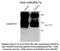 Metabotropic glutamate receptor 5 antibody, TA309172, Origene, Western Blot image 