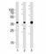 Aldolase, Fructose-Bisphosphate A antibody, F48150-0.4ML, NSJ Bioreagents, Western Blot image 