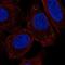 Transmembrane Protein 215 antibody, NBP2-68803, Novus Biologicals, Immunofluorescence image 