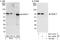 Centromere Protein T antibody, NBP1-28744, Novus Biologicals, Western Blot image 