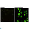 H2A Histone Family Member X antibody, LS-C813961, Lifespan Biosciences, Immunofluorescence image 