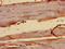 AlkB Homolog 3, Alpha-Ketoglutaratedependent Dioxygenase antibody, LS-C371841, Lifespan Biosciences, Immunohistochemistry frozen image 