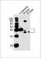 Junctional adhesion molecule C antibody, 61-013, ProSci, Western Blot image 