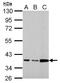 Annexin A3 antibody, NBP2-15408, Novus Biologicals, Western Blot image 