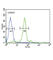 Folate Receptor Alpha antibody, abx025854, Abbexa, Western Blot image 