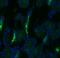 Solute Carrier Family 12 Member 3 antibody, GTX41969, GeneTex, Immunocytochemistry image 