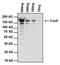 Cas9 antibody, MA1-201, Invitrogen Antibodies, Western Blot image 