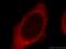 Thioredoxin Domain Containing 17 antibody, 20811-1-AP, Proteintech Group, Immunofluorescence image 