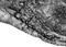 Slo2.2 antibody, 75-051, Antibodies Incorporated, Immunohistochemistry paraffin image 