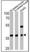 Adiponectin Receptor 1 antibody, PA1-059, Invitrogen Antibodies, Western Blot image 