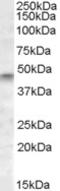 NPR2 Like, GATOR1 Complex Subunit antibody, EB08276, Everest Biotech, Western Blot image 