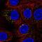 Small G Protein Signaling Modulator 3 antibody, NBP2-13304, Novus Biologicals, Immunofluorescence image 