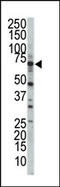 SRSF Protein Kinase 3 antibody, AP14181PU-N, Origene, Western Blot image 