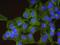 DNA polymerase alpha catalytic subunit antibody, NBP1-47257, Novus Biologicals, Proximity Ligation Assay image 