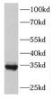 Family With Sequence Similarity 71 Member E2 antibody, FNab02992, FineTest, Western Blot image 