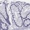 SPTBN5 antibody, PA5-62972, Invitrogen Antibodies, Immunohistochemistry frozen image 