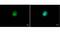 Major Histocompatibility Complex, Class II, DR Alpha antibody, PA5-29814, Invitrogen Antibodies, Immunofluorescence image 