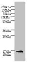 Trafficking Protein Particle Complex 2 Like antibody, CSB-PA892461LA01HU, Cusabio, Western Blot image 