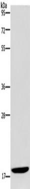 Killin, P53 Regulated DNA Replication Inhibitor antibody, TA351335, Origene, Western Blot image 