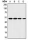 Coagulation Factor II Thrombin Receptor antibody, MBS820869, MyBioSource, Western Blot image 