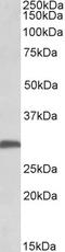 Fibroblast Growth Factor 13 antibody, EB11836, Everest Biotech, Western Blot image 