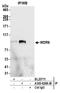 WD Repeat Domain 6 antibody, A305-828A-M, Bethyl Labs, Immunoprecipitation image 