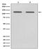 Melanoma Cell Adhesion Molecule antibody, M01683-1, Boster Biological Technology, Western Blot image 